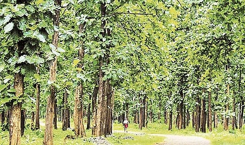 Teak no more in Telangana’s top 5 trees list