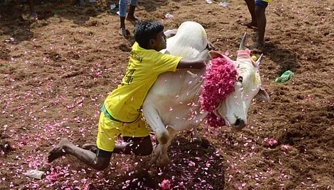 After waiting for more than four years, a large number of spectators are enjoying the Jallikattu event held in Suriyur village in Tiruchy on Monday. | (MK Ashok Kumar | EPS)