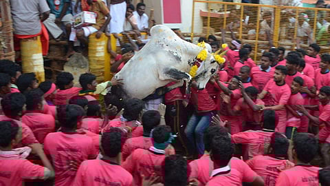 The controversial bull-taming sport, Jallikattu was held in Tamil Nadu on Sunday, after a gap of three years in view of the ban. ( EPS | M K Ashok Kumar)