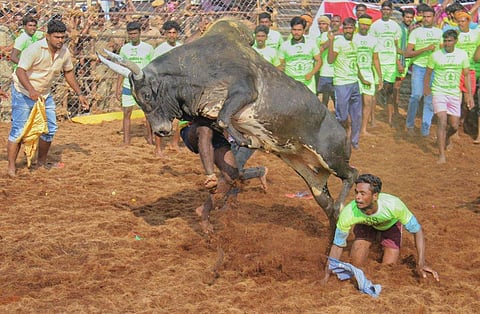 File Image of Jallikattu. | Express File Photo