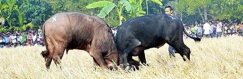 Animal rights activists objected to the buffalo fight which was organised on Magh Bihu despite the SC's ban. (Photo courtesy Bulan Chandra Nath)
