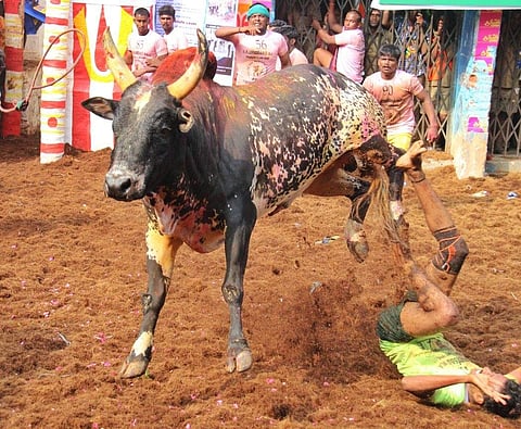 Jallikattu is Tamil Nadu's traditional sport which is part of Pongal festivities. | (KK Sundar | EPS)