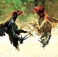 As police tighten vigil, Telangana punters slip into Andhra Pradesh