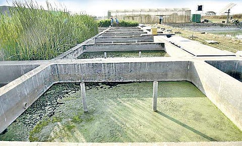 The constructed wetland at Icrisat | Vinay Madapu