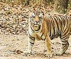 Andhra Pradesh: Tiger estimate survey set to begin from January 22 in three tiger reserves