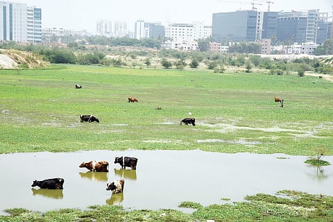 ‘Whopping 60 per cent of Hyderabad’s water bodies disappeared in last 10 years’, says new study