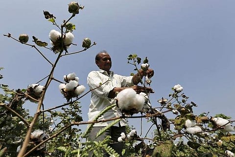 The forecast is down because of an infestation of the pink bollworm that has cut yields. (Photo | Reuters)