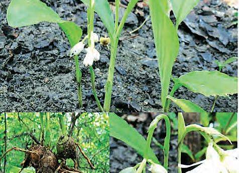 A new orchid species found growing in Telangana 