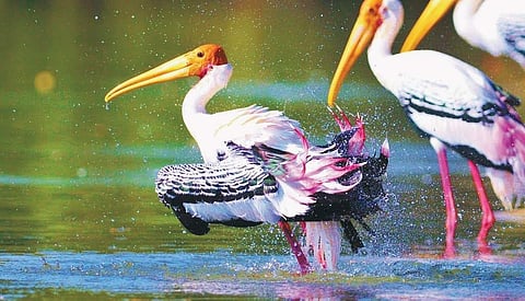 The 11 rivers identified in Karnataka will help connect interior parts of the state and also neighbouring states like Maharashtra, Telangana, Andhra Pradesh and Tamil Nadu to transport cargo and passengers. (IN PIC: File photo of a flock of painted storks