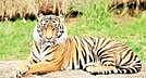 Tiger census in Nallamala of Andhra Pradesh from January 20 to 28