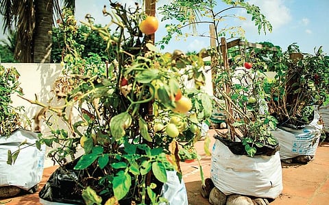 Jacculine Jayanthi grows nearly 40 varieties of plants in her terrace garden