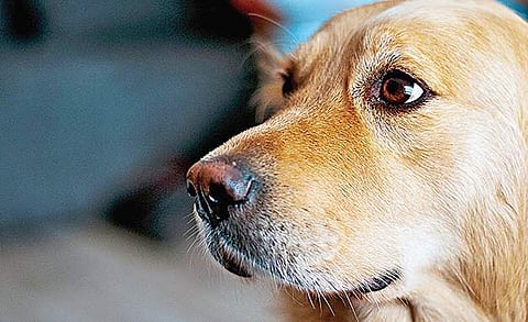 Chennai man booked for killing nine puppies as gruesome photos appear in Facebook
