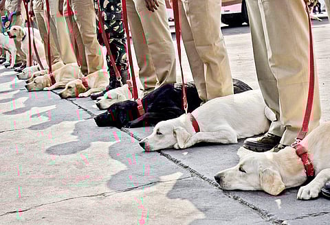 Bomb detection mock drill conducted with 70 trained dog squads in Hyderabad on Thursday | VINAY MADAPU