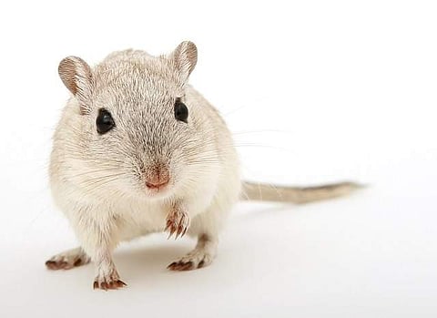 The bites are believed to be the result of unhygienic conditions at the hostel, which has allowed rats to roam freely.