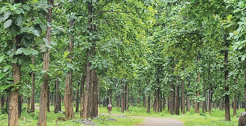 The drive aimed to restore over 1,600 acres of forest degraded by smuggling of high-value multani teak and to curb illegal activity near the sensitive Pembi forest.