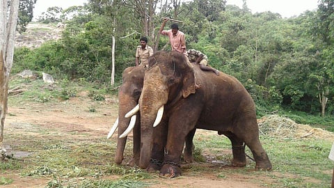 Ranga the elephant (Photo | EPS)