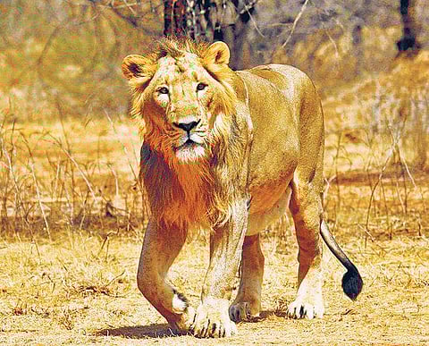 Most scientific studies reckon that Gir cannot host more than 300 lions, about half the current population. (File Photo)