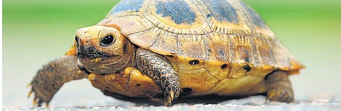 Celebrating the animal-human bond this festive season