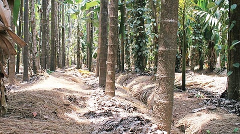 Task force to encourage young areca tree climbers in Karnataka