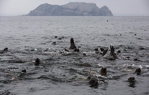 Foreign tourists are flocking to a group of rocky islands a few miles off the coast of Peru's capital for a once-in-a-lifetime experience: a chance to swim with sea lions. (Photo | AP)