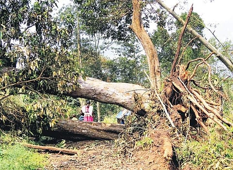 File photo of a tree uprooted in cyclone Ockhi