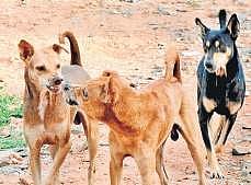 Image used for representational purpose only.