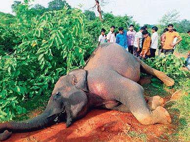 Two weeks ago, a passenger train struck and killed three elephants. (Photo|EPS)