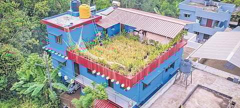 Rice field on rooftop