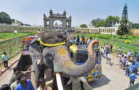 Elephants being boarded into lorries after the Dasara celebrations in Mysuru on Sunday. ( Photo|Udayshankar S/ EPS)