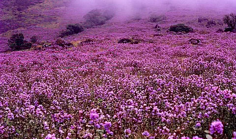 Neelakurinji mainly blossoms abundantly at Rajamala, Eravikulam National Park, located along the Western Ghats. (Photo | Balan Madhavan/Keralatourism.org)