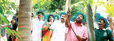 Agriculture Minister V S Sunil Kumar applies organic manure to a nutmeg tree while inaugurating the Karshika Punarjani scheme on Tuesday | Express