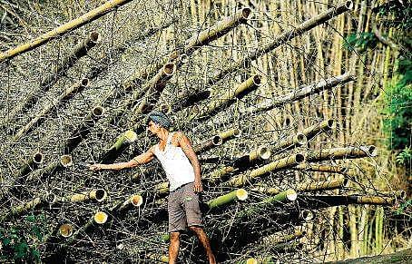 Some of the cut bamboos are sent to Mulbagal in Kolar for commercial purposes | pandarinath b