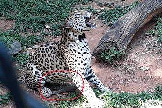Jaguar dies after fight with cobra in Mysuru Zoo