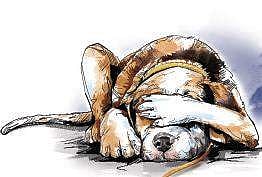 Bangalore: Miscreants poison 12 dogs in BTM Layout, four critical