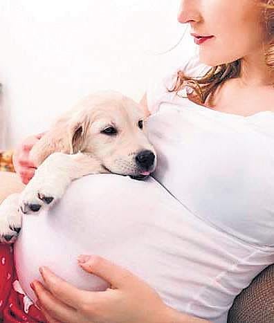 Do I need to be more careful with my pet while I am pregnant?