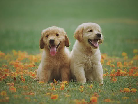 Why most people won’t have their pets for dinner