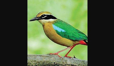 Cloudy weather? Watch out for Indian Pitta
