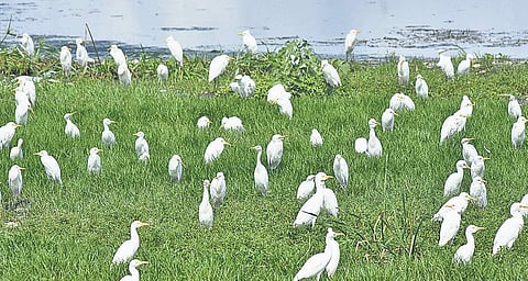 For representational purposes (File | EPS)