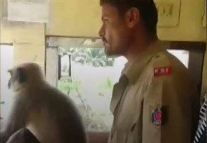 Langur at the wheel of the KSRTC bus with the driver. (Photo: Snapshot from Twitter)