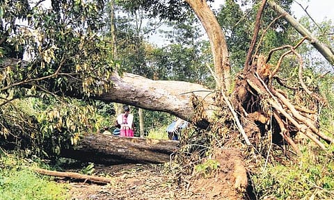 File photo of a tree uprooted in cyclone Ockhi