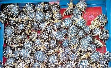Inter-State gang smuggling endangered star tortoises busted