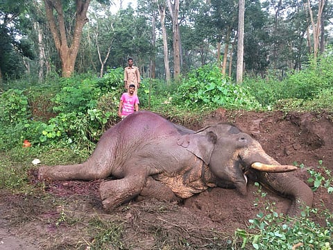 The elephant was hit by a private bus at around 2 am on Monday. 