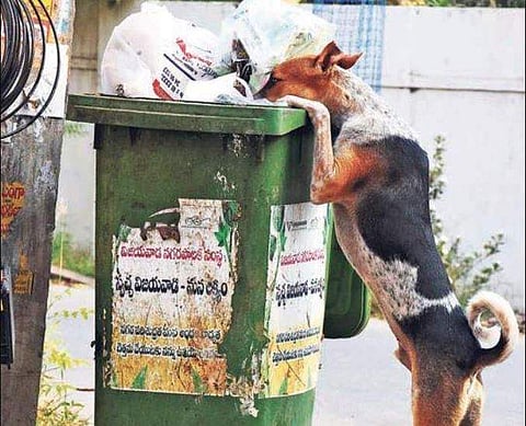 A dumper bin overflowing with garbage in Vijayawada (EPS | P Ravindra Babu)