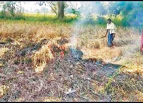 A farmer sets his pest-infested paddy crops on fire in Turlakhaman under Kesinga block in Kalahandi district on Saturday | Express