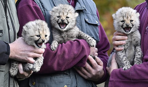 Three cheetah cubs have made their public debut at a zoo in the German city of Muenster, just over a month after they were born. (Photo | AP)