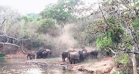 Forest officials have clarified that the default 10-km Eco Sensitive Zone will continue until the final notification is issued by the Centre