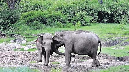 In the last two years, Karnataka has witnessed many incidents where elephants were electrocuted by illegal electric fencings (File photo | S Udayshankar)