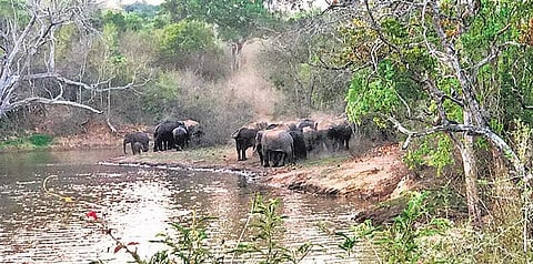 Tourists coming on two-wheelers and in cars are hindering the free movement of wild animals, said officials.
