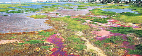 Photos: Debadatta Mallick