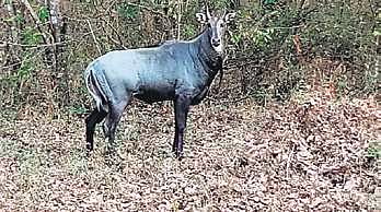 The Nilgai that was found in March this year in Muthodi of Bhadra Tiger Reserve